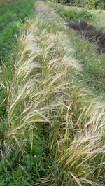 Load image into Gallery viewer, Barley (Hulless) - Ethiopian