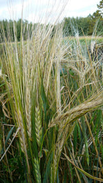Load image into Gallery viewer, Barley (Hulless) - Ethiopian