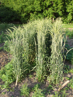 Load image into Gallery viewer, Wheat (Spelt) - Fall