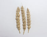 Load image into Gallery viewer, Wheat (Bread) - Garnet