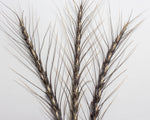 Load image into Gallery viewer, Wheat (Spelt) - German