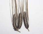Load image into Gallery viewer, Barley (Hulless) - Hordeum Nigrinudum