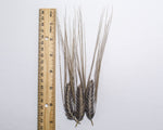 Load image into Gallery viewer, Barley (Hulless) - Hordeum Nigrinudum