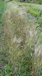 Load image into Gallery viewer, Barley (Hulless) - Hordeum Nigrinudum