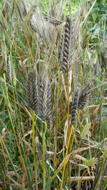 Load image into Gallery viewer, Barley (Hulless) - Hordeum Nigrinudum