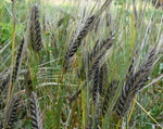 Load image into Gallery viewer, Barley (Hulless) - Hordeum Nigrinudum