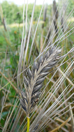 Load image into Gallery viewer, Barley (Hulless) - Hordeum Nigrinudum