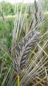 Barley (Hulless) - Hordeum Nigrinudum