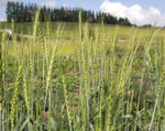 Load image into Gallery viewer, Wheat (Bread) - Huron