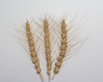 Load image into Gallery viewer, Wheat (Bread) - Huron
