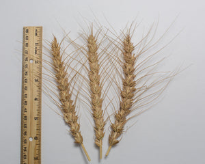 Wheat (Bread) - Huron