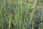 Load image into Gallery viewer, Wheat (Bread) - Huron