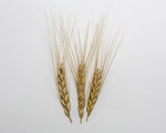 Load image into Gallery viewer, Wheat (Emmer) - Khapli