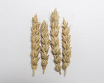 Load image into Gallery viewer, Wheat (Bread) - Kitchener