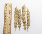 Load image into Gallery viewer, Wheat (Bread) - Kitchener