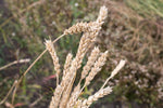 Load image into Gallery viewer, Wheat (Bread) - Kitchener