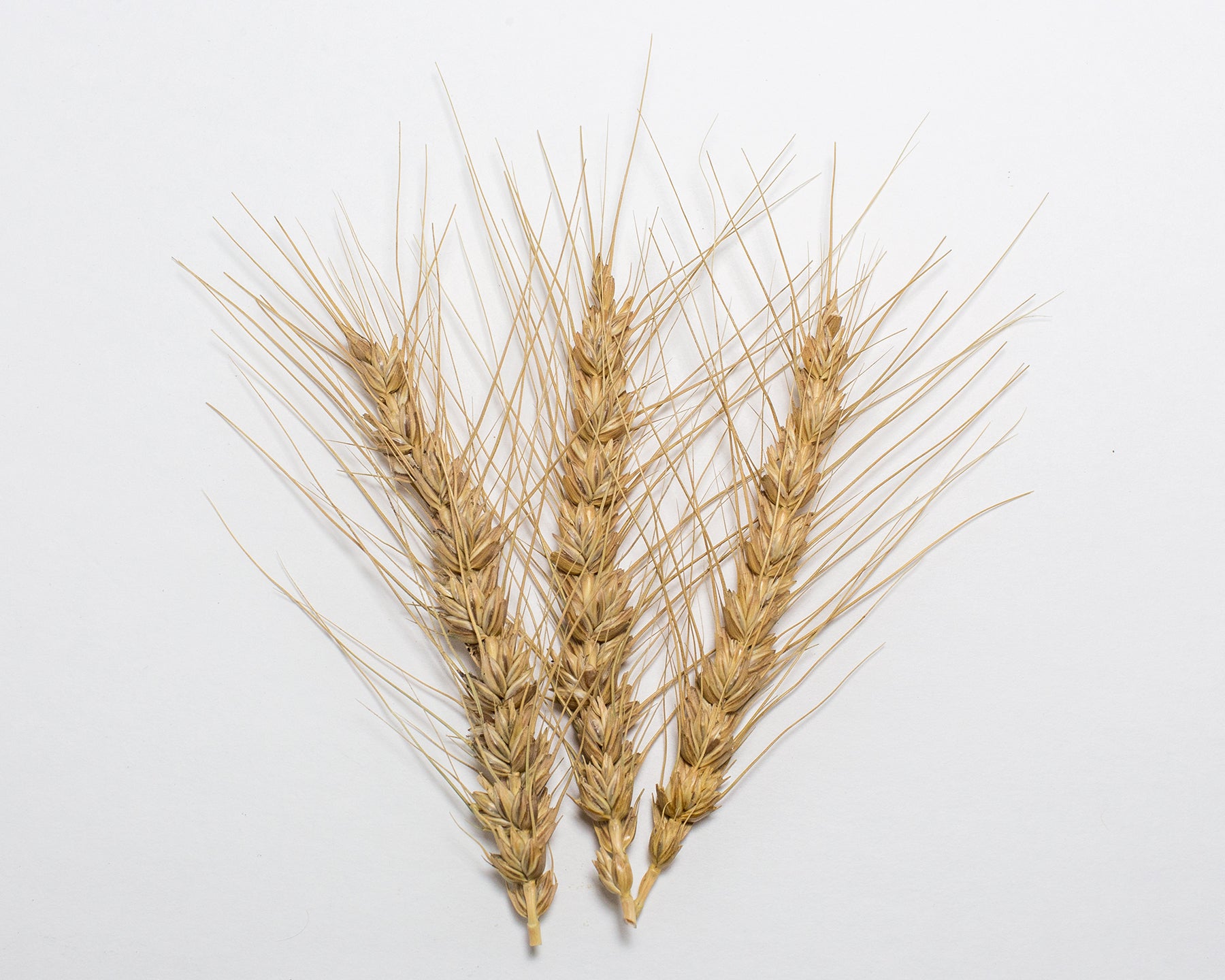 Wheat (Bread) - Ladoga
