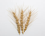 Load image into Gallery viewer, Wheat (Bread) - Ladoga