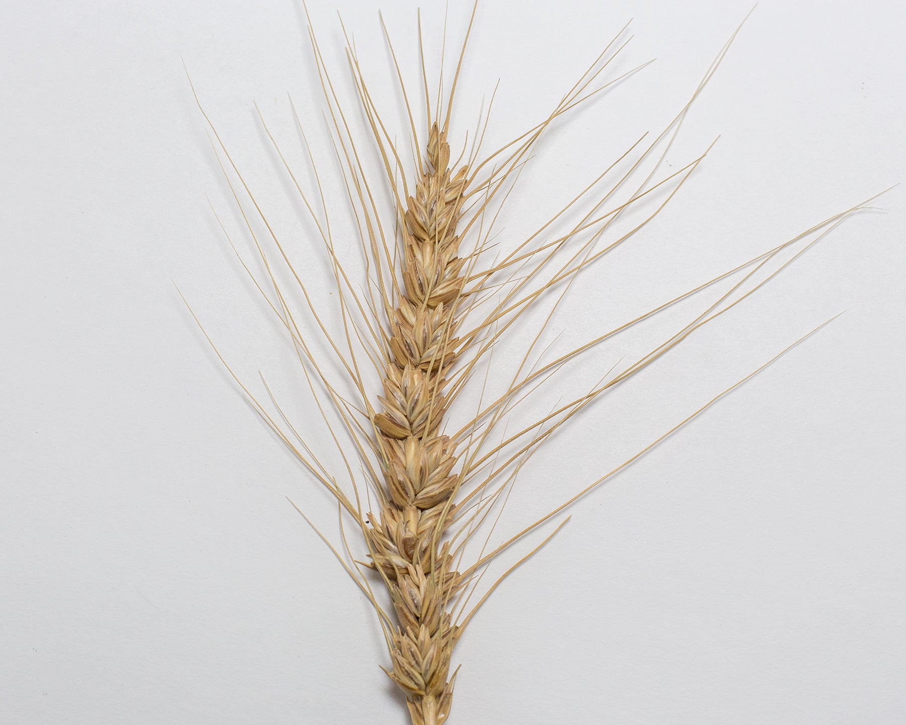 Wheat (Bread) - Ladoga