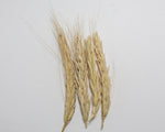 Load image into Gallery viewer, Wheat (Species) - Polish