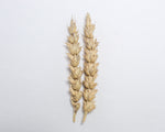 Load image into Gallery viewer, Wheat (Bread) - Marquis
