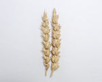 Load image into Gallery viewer, Wheat (Bread) - Marquis
