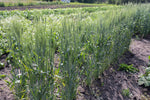 Load image into Gallery viewer, Wheat (Durum) - Medora