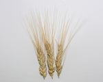 Load image into Gallery viewer, Wheat (Durum) - Medora