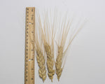 Load image into Gallery viewer, Wheat (Durum) - Medora