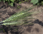 Load image into Gallery viewer, Wheat (Durum) - Medora