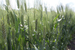 Load image into Gallery viewer, Wheat (Durum) - Moroccan Frost