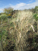 Load image into Gallery viewer, Wheat (Durum) - Moroccan Frost