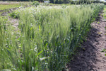 Load image into Gallery viewer, Wheat (Durum) - Moroccan Frost