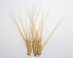 Load image into Gallery viewer, Wheat (Durum) - Moroccan Frost