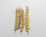 Load image into Gallery viewer, Wheat (Bread) - Park