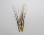 Load image into Gallery viewer, Wheat (Durum) - Pelissier