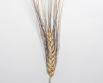 Load image into Gallery viewer, Wheat (Durum) - Pelissier