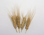 Load image into Gallery viewer, Wheat (Bread) - Peru Trigo