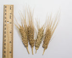 Load image into Gallery viewer, Wheat (Bread) - Peru Trigo