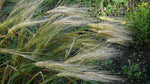 Load image into Gallery viewer, Barley (Hulled) - Peru Cebada