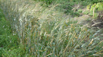 Load image into Gallery viewer, Wheat (Species) - Polish Khorassan