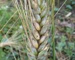 Load image into Gallery viewer, Wheat (Species) - Polish Khorassan
