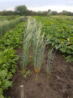 Load image into Gallery viewer, Wheat (Species) - Polish Khorassan