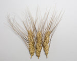 Load image into Gallery viewer, Wheat (Species) - Poulard