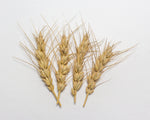 Load image into Gallery viewer, Wheat (Bread) - Prelude