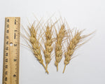 Load image into Gallery viewer, Wheat (Bread) - Prelude