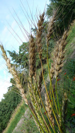 Load image into Gallery viewer, Wheat (Bread) - Prelude