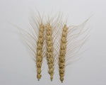 Load image into Gallery viewer, Wheat (Bread) - Preston