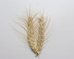 Load image into Gallery viewer, Wheat (Bread) - Purple