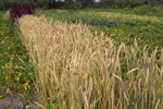 Load image into Gallery viewer, Wheat (Bread) - Red Fife